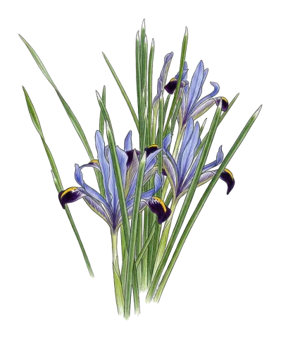 Iris reticulata