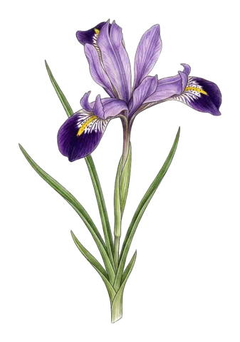 Iris zagrica