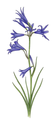 Ixiolirion tataricum