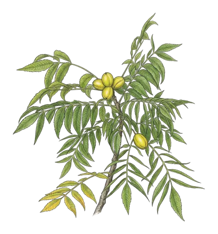 Carya illinoinensis