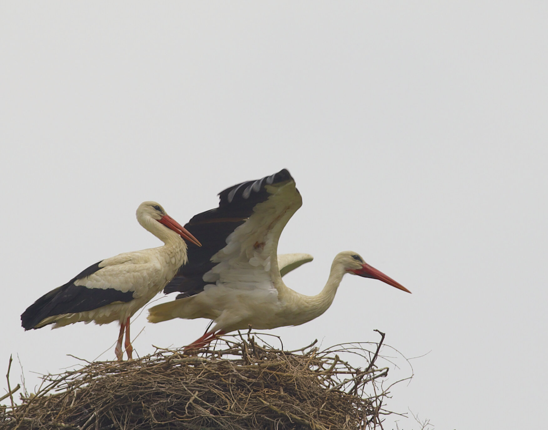 Spring Migration Brings Record Numbers of White Storks to Duhok Wetlands