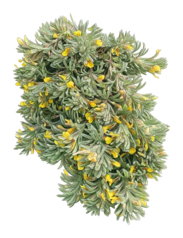 Ajuga chamaepitys