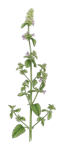 Ballota nigra