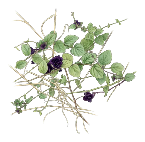Clinopodium molle