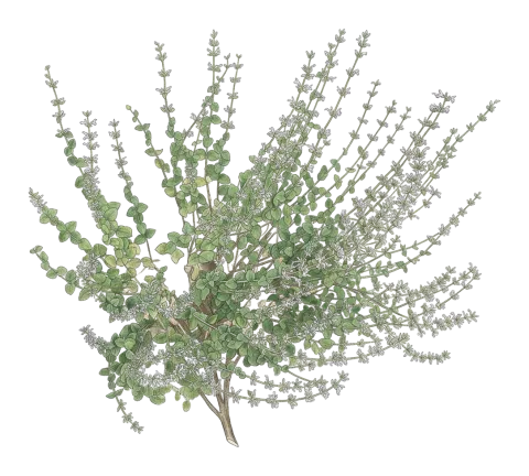 Cyclotrichium stamineum