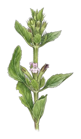 Dracocephalum ibericum