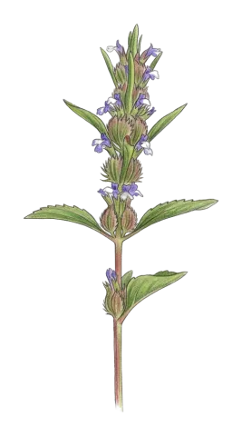 Dracocephalum peltatum