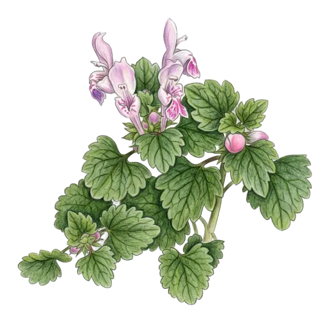 گه زنه کیفیله ی کووهسه ری