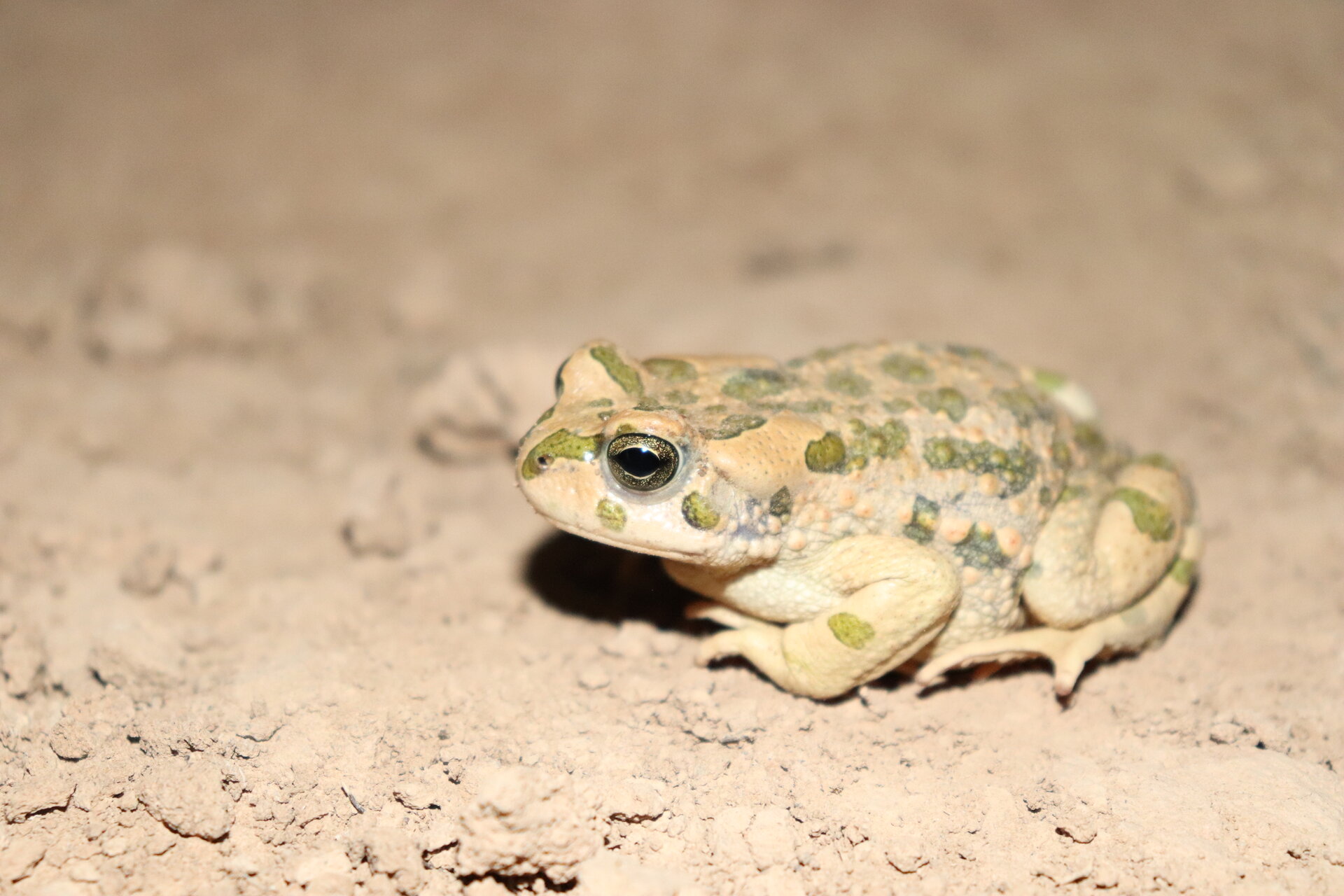Community Volunteers Join First Kurdistan-Wide Amphibian Survey