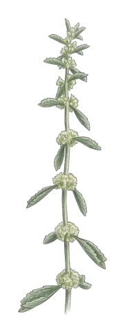 Marrubium crassidens