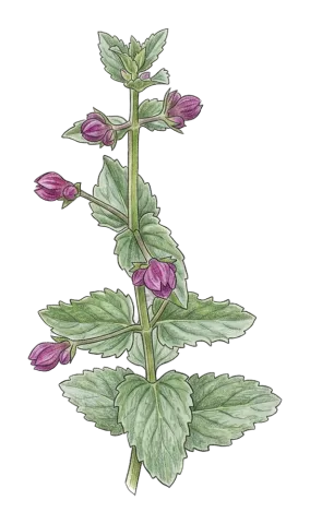 Nepeta avromanica