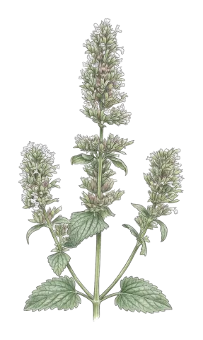 Nepeta cataria