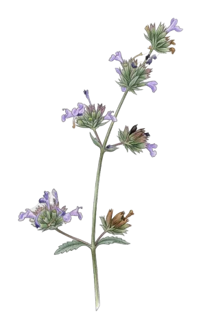 Nepeta humilis