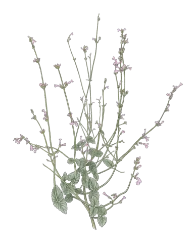 Nepeta macrosiphon