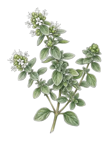 Origanum majorana