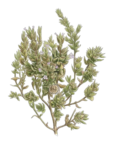 Pentapleura subulifera