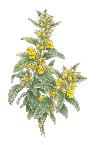 Phlomis olivieri