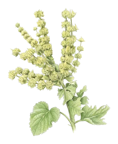 Salvia ali-askaryi