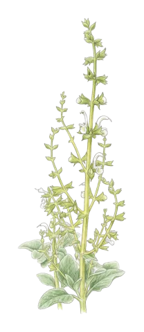 Salvia candidissima