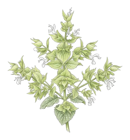 Salvia reuteriana