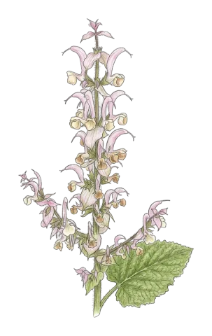 Salvia sclarea