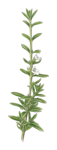 Satureja metastasiantha