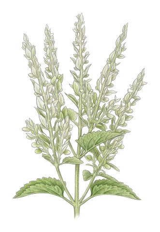 Scutellaria albida
