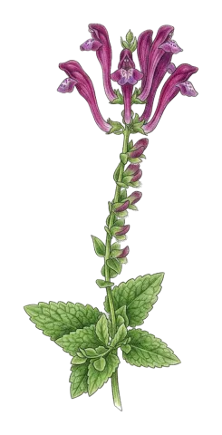 Scutellaria megalaspis