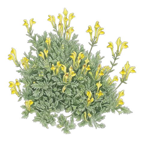 Scutellaria pinnatifida