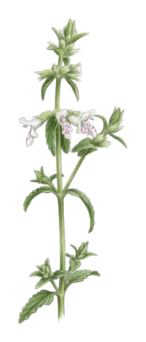Stachys annua