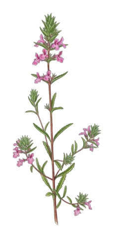 Stachys burgsdorffioides