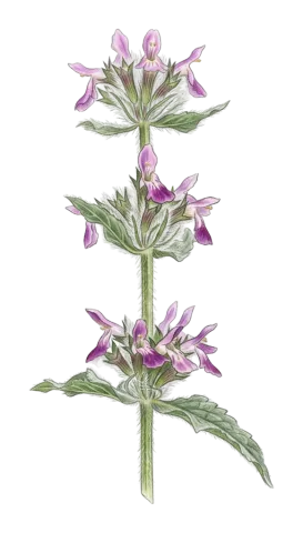Stachys carduchorum