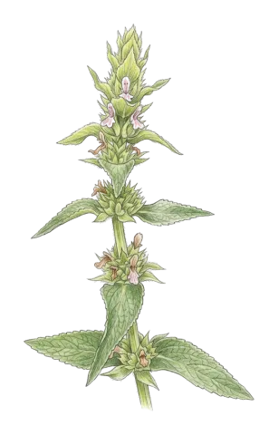 Stachys spectabilis