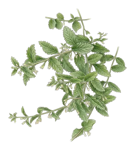 Teucrium melissoides