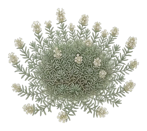 Thymbra sintenisii