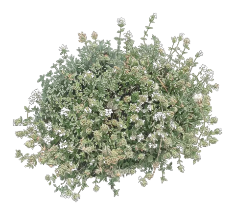 Thymus eriocalyx