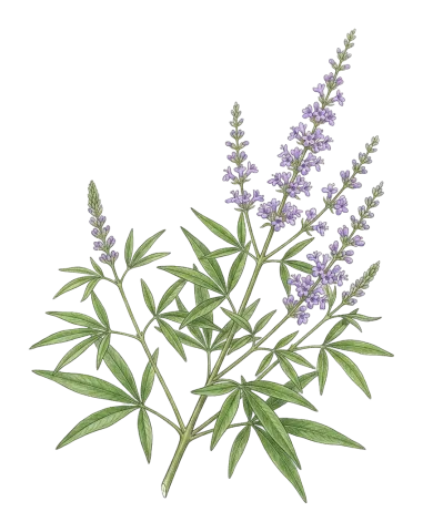 Vitex agnus-castus