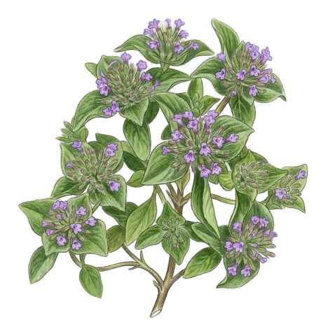 Ziziphora capitata