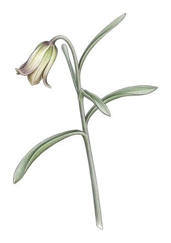 Fritillaria assyriaca