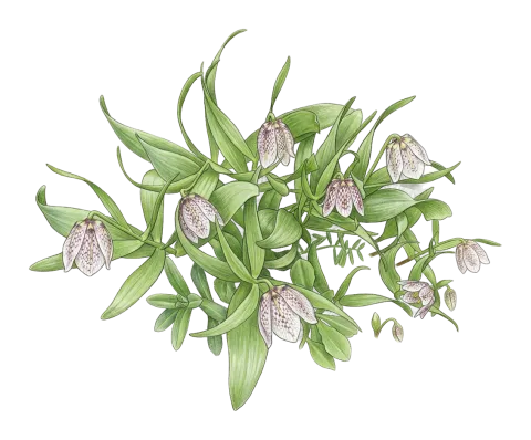 Fritillaria crassifolia