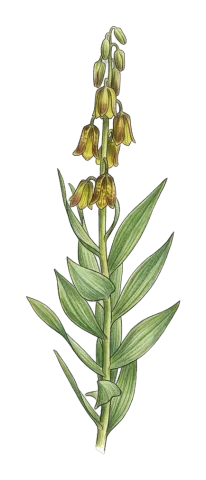 Fritillaria persica