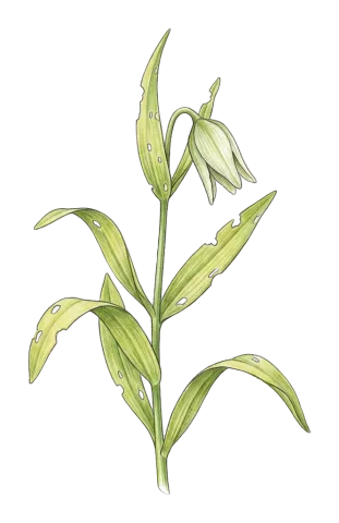 Fritillaria straussii