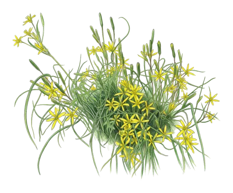 Gagea chlorantha