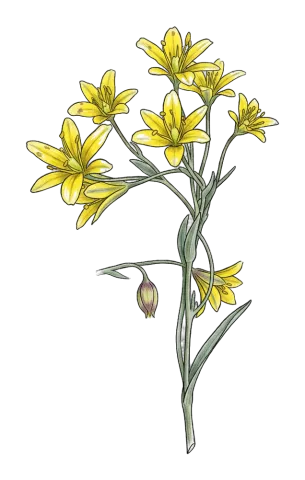 Gagea gageoides