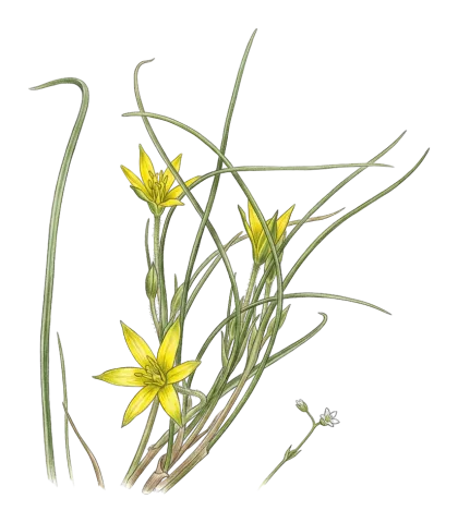 Gagea luteoides