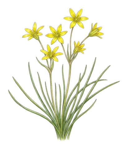 Gagea villosa