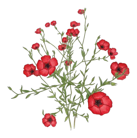 Linum grandiflorum