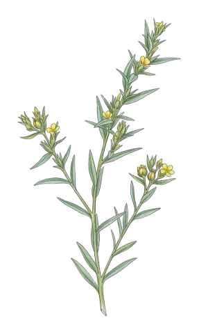 که تانی گه رمینی