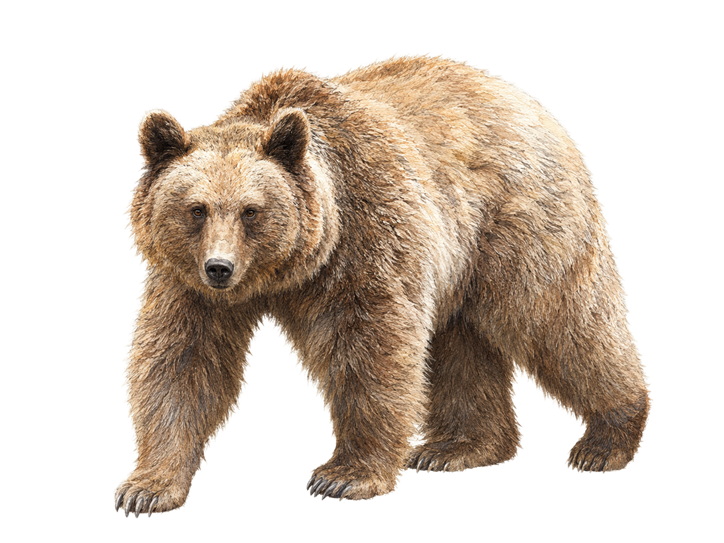 Syrian Brown Bear