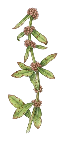 Ammannia baccifera